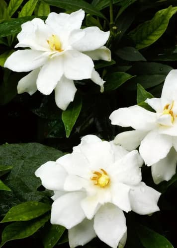 Gardenia