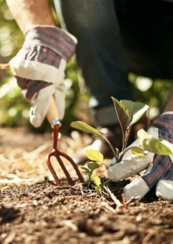Gardening