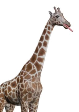 Gary, A Giraffe