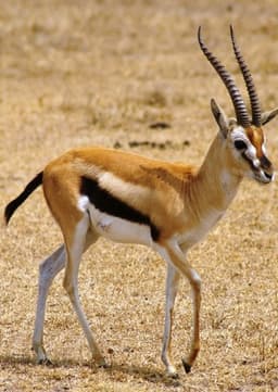 Gazelle
