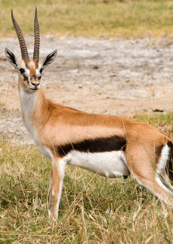 Gazelle
