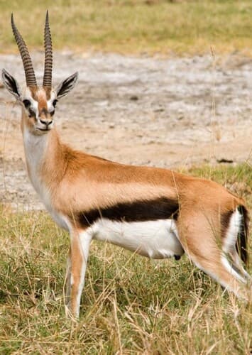 Gazelle
