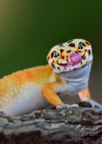 Gecko