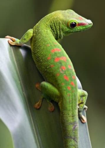 Gecko