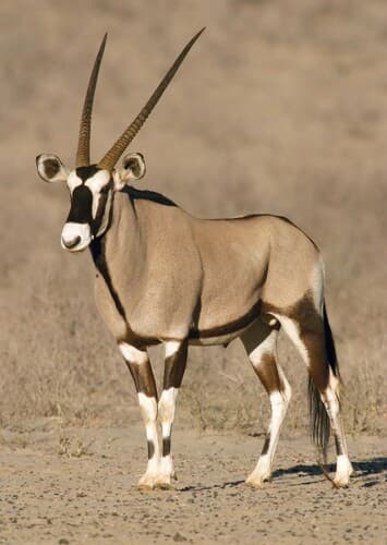 Gemsbok