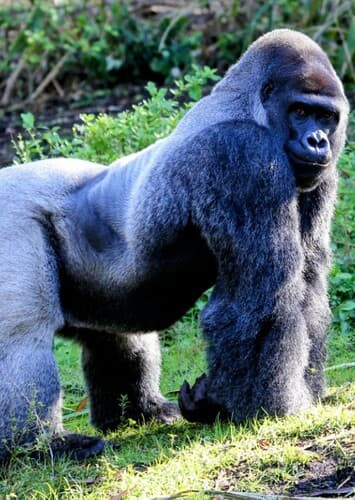George the Gorilla