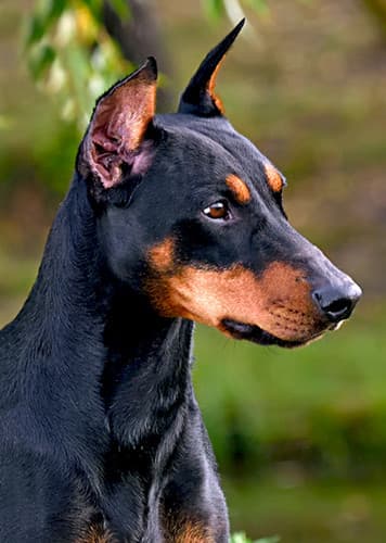 German Pinscher Dog