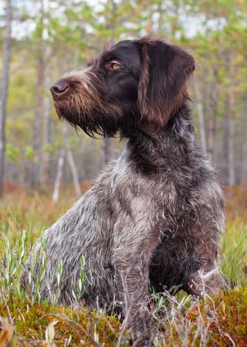 German Wirehaired Pointer Dog