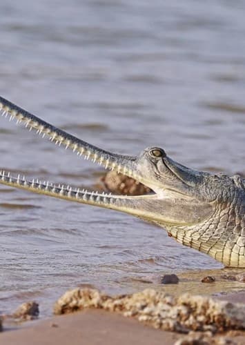 Gharial