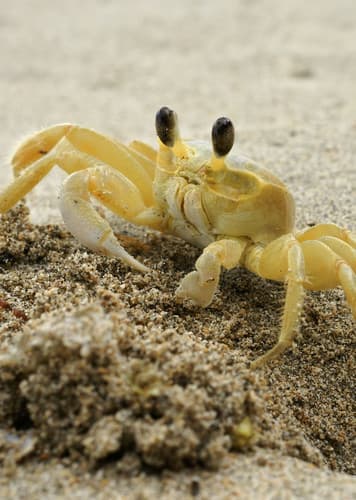 Ghost Crab