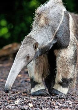 Giant Anteater