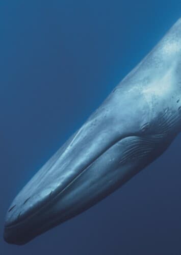 Giant Blue Whale