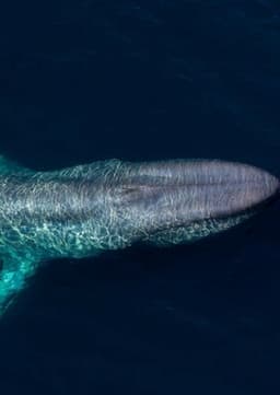 Giant Blue Whale