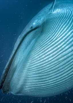 Giant Blue Whale