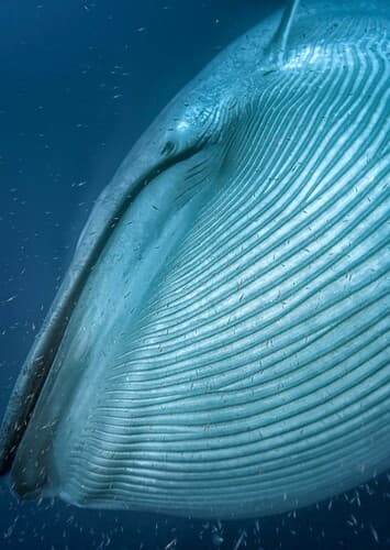 Giant Blue Whale