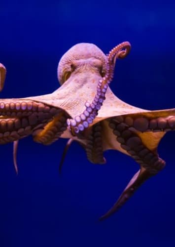 Giant Octopus