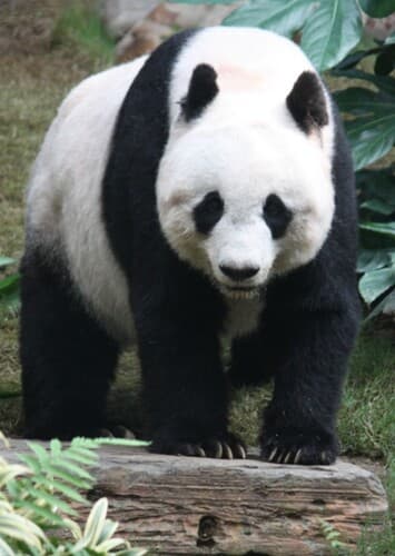 Giant panda