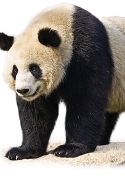Giant Panda