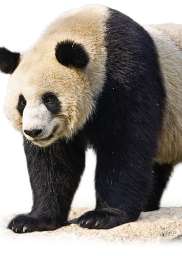 Giant Panda