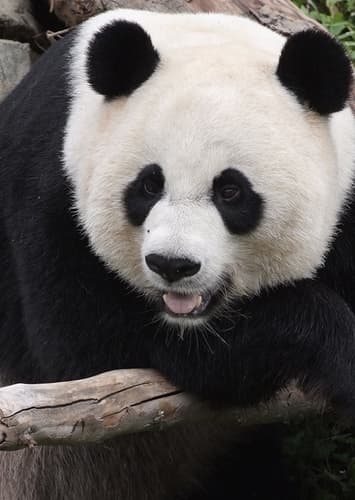 Giant Panda