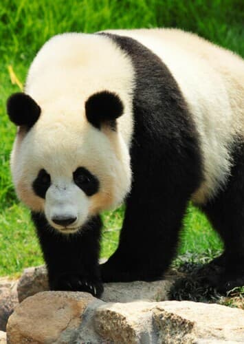 Giant Panda