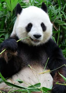 Giant Panda