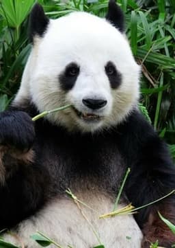 Giant Panda