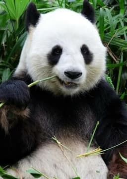 Giant Panda