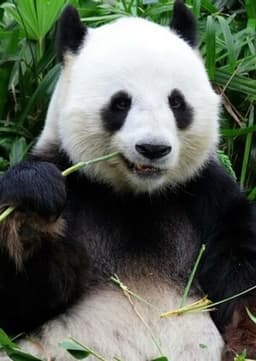 Giant Panda