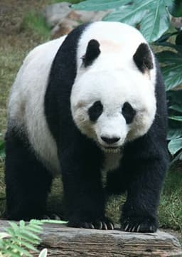 Giant Panda