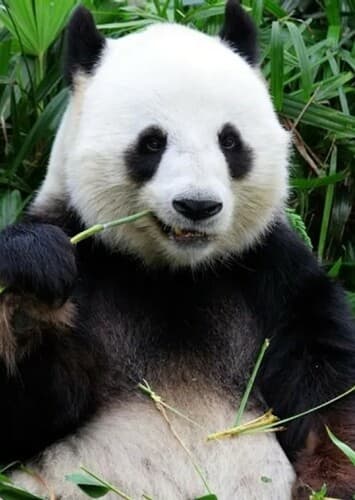 Giant Panda