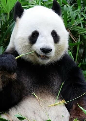 Giant Panda