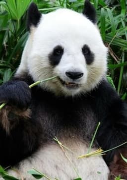 Giant Panda