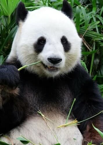 Giant Panda