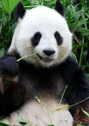 Giant Panda
