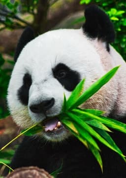 Giant Panda