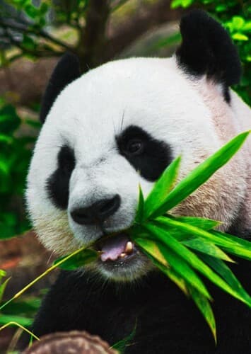 Giant Panda