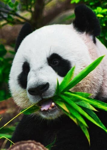 Giant Panda