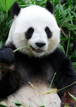 Giant Panda