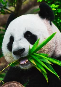 Giant Panda