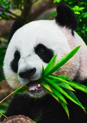 Giant Panda