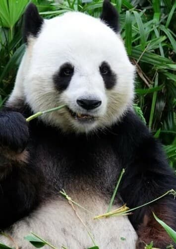 Giant Panda
