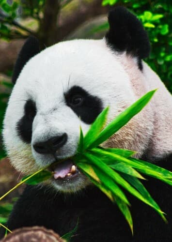 Giant Panda