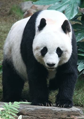 Giant Panda