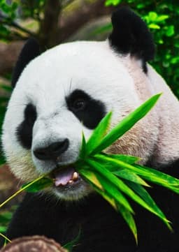 Giant Panda