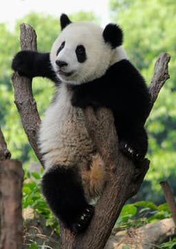Giant Panda