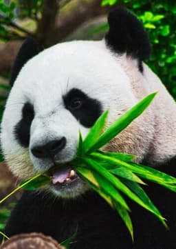 Giant Panda