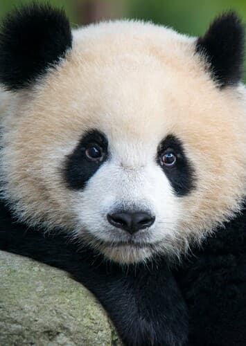 Giant Panda