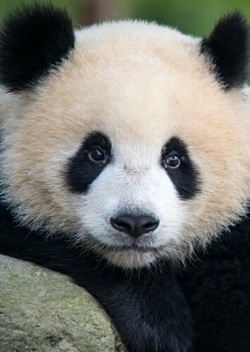 Giant Panda