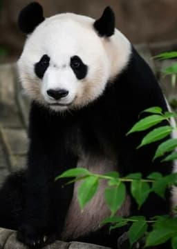 Giant Panda